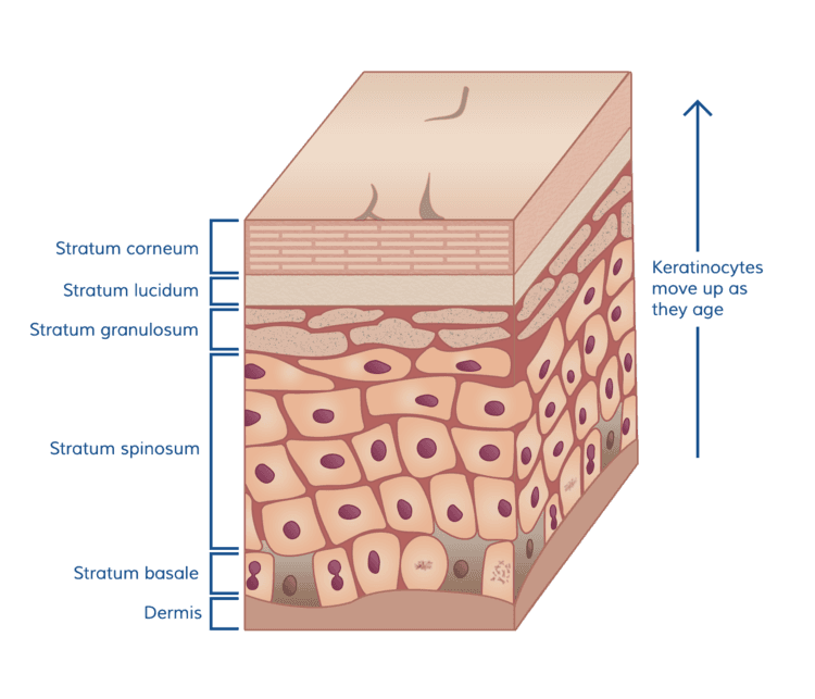 The Stratum Corneum: Protector of Your Internal Organs