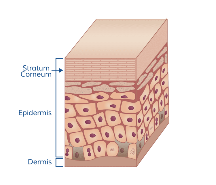 skin structure