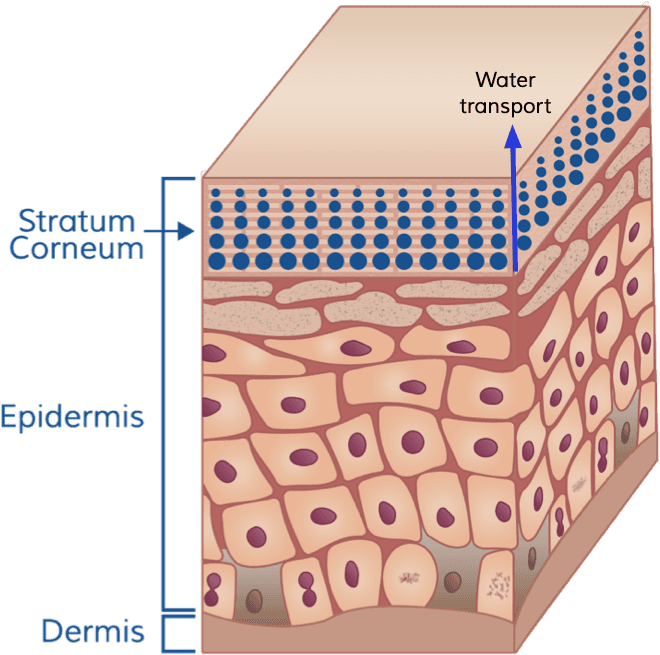 Water transport from skin